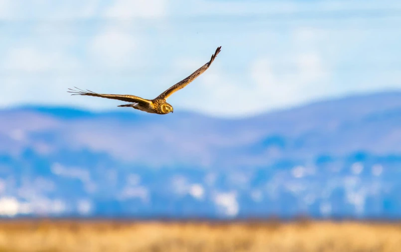 an eagle flies with a view of mountains in the background