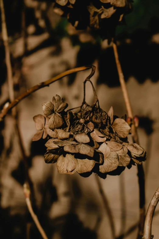 several flowers in a bouquet near other plants