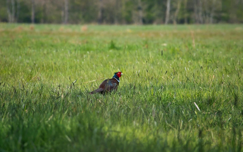 a large bird in a grassy area