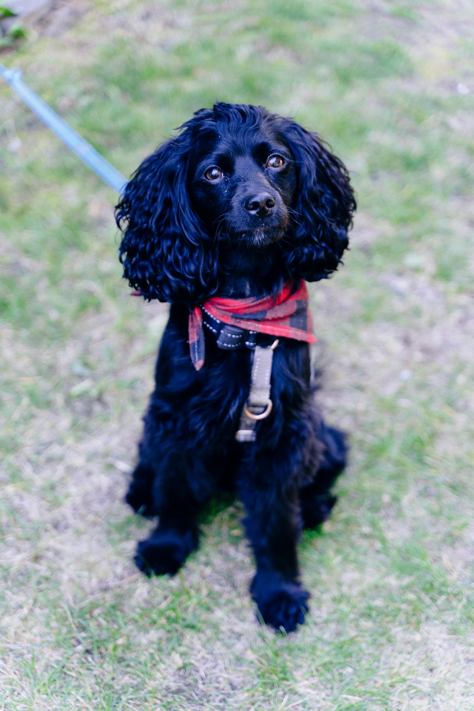 a dog with a red harness looking upward
