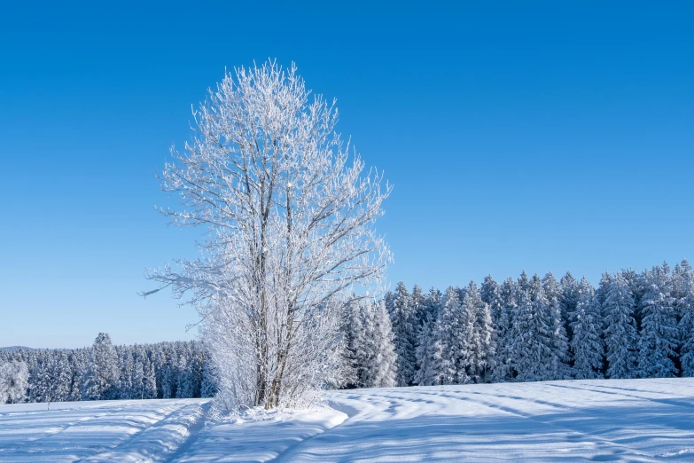 this lone snow - covered tree is still standing