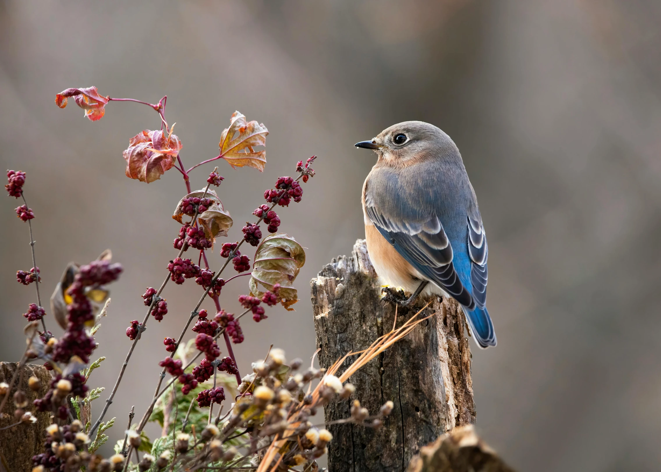 a blue bird is perched on a stump of wood near some flowers