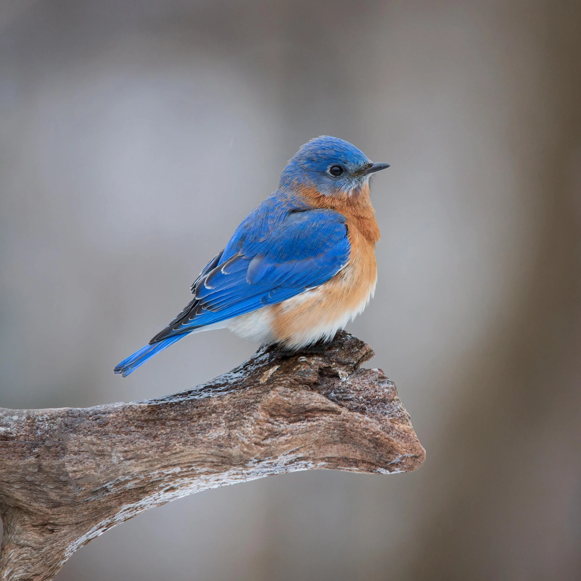 a blue bird with an orange  sits on a nch