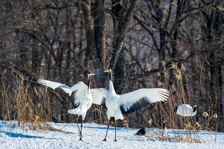 two white birds with large long wings stand next to each other in the snow