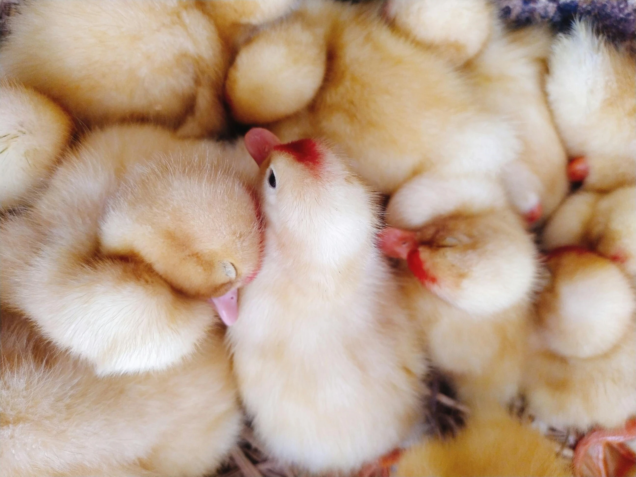 many ducks in a basket together, a close up of one duck