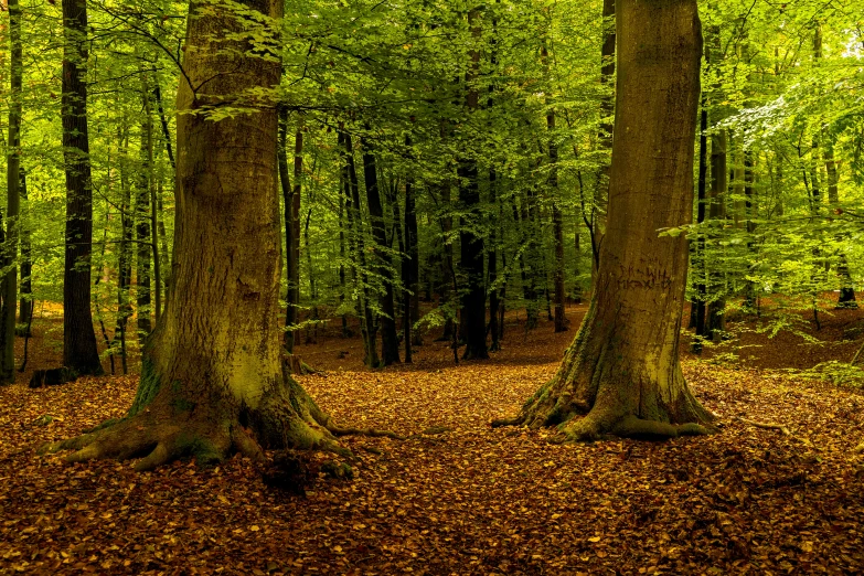 trees are seen in the middle of a wooded area