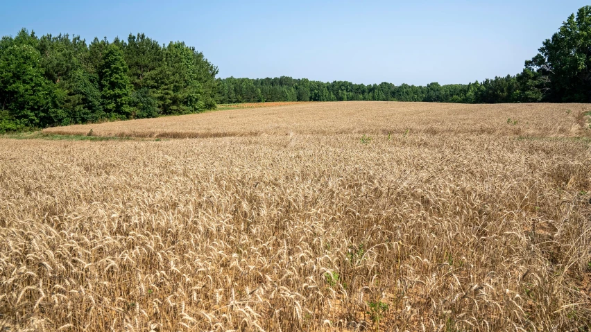 the sky is blue in this dry field