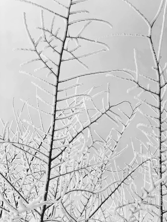 snow covered plants and leaves on a cloudy day