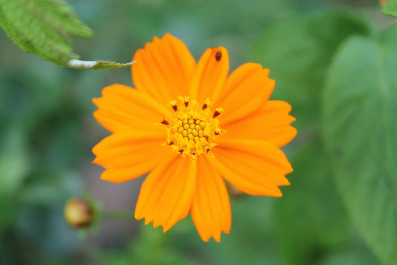 an orange flower with a green background