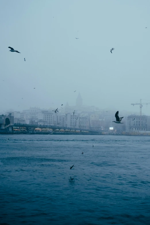 a seagull flocking over the water while the birds fly