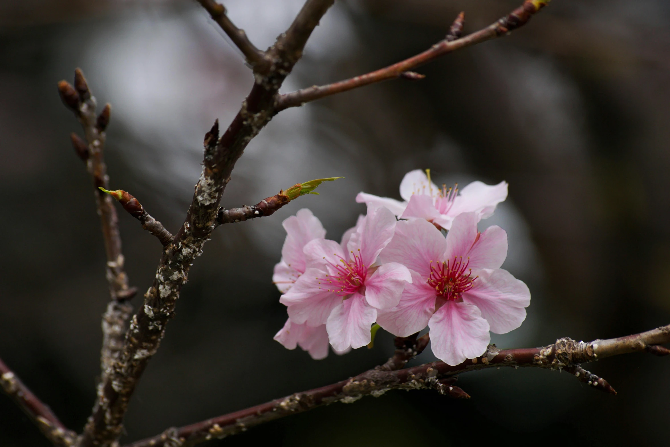 two pink flowers with tiny green centers on a nch