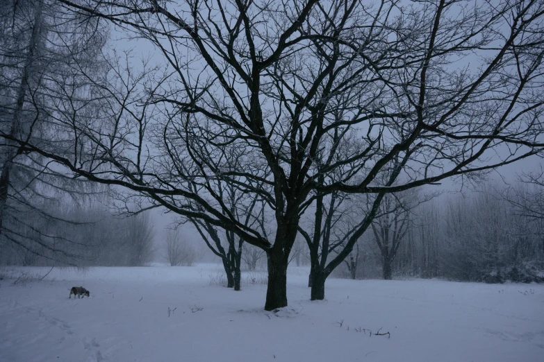 a black and white po of trees in the snow