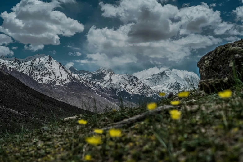 a field of wild flowers on a mountain ridge