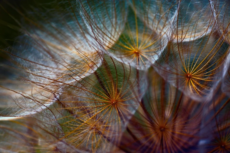 the bottom view of a closeup of a dandelion