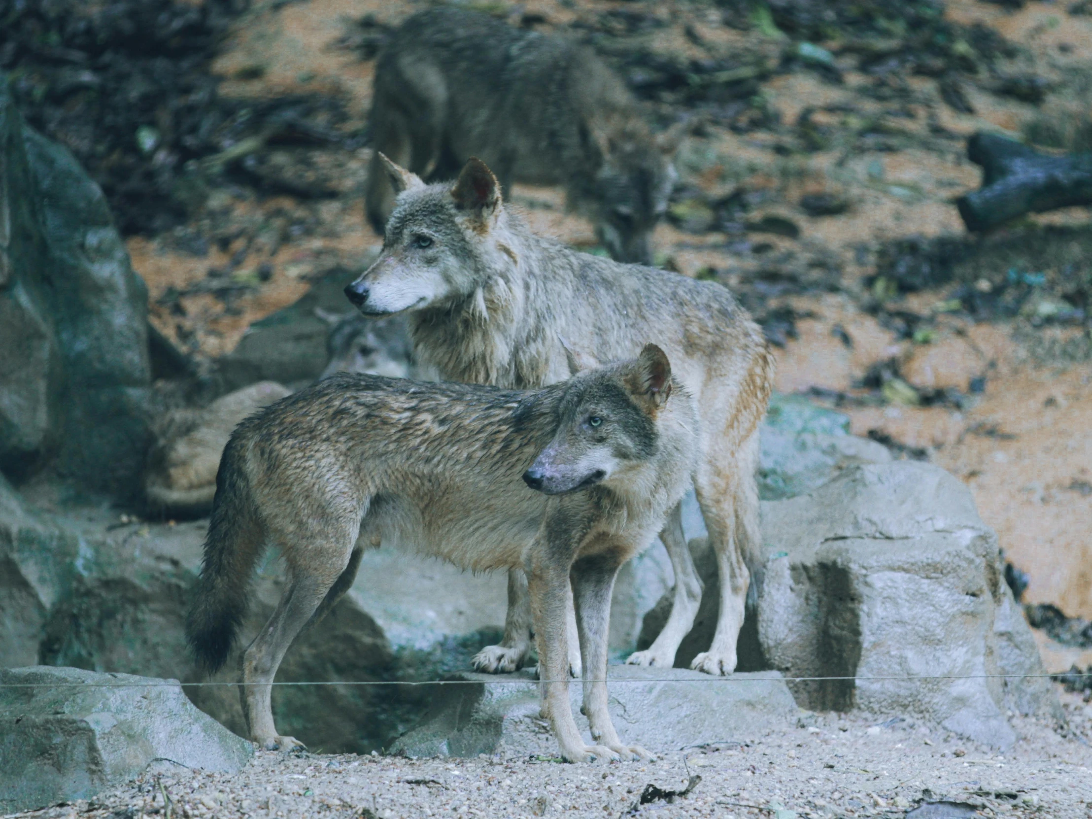 two wolfs standing on rocks looking at soing in the distance