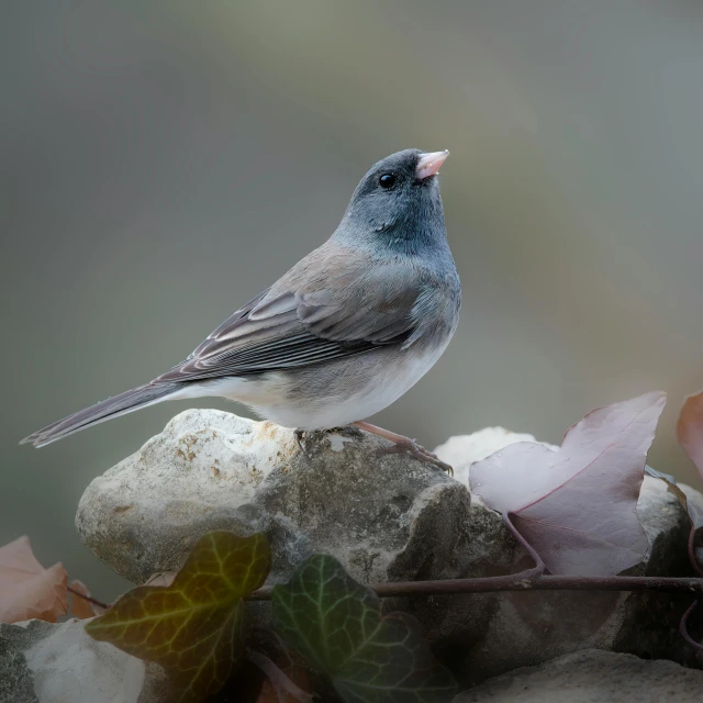 a bird standing on a rock next to leaf covered ground