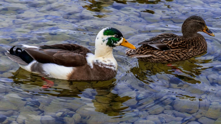 a couple of ducks that are swimming in some water