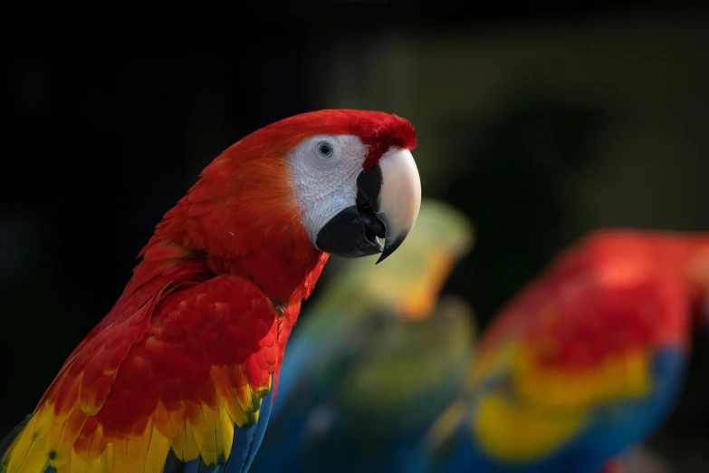 closeup of a colorful parrot with blue red and yellow feathers