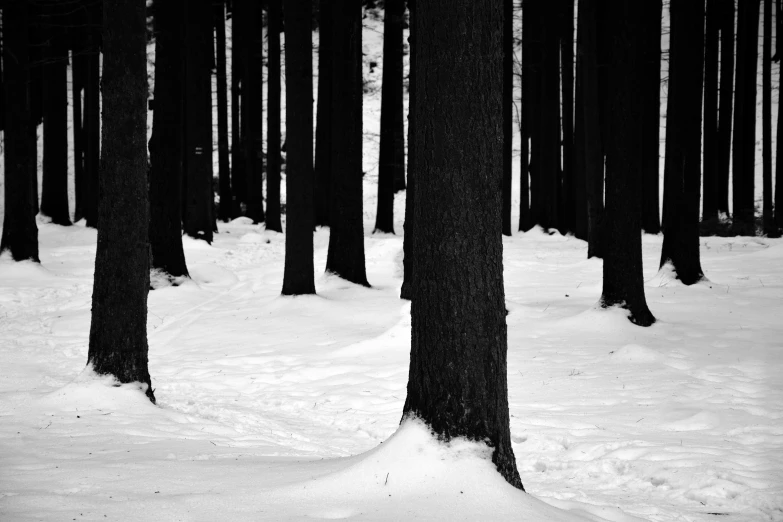 there are several large trees in the snow