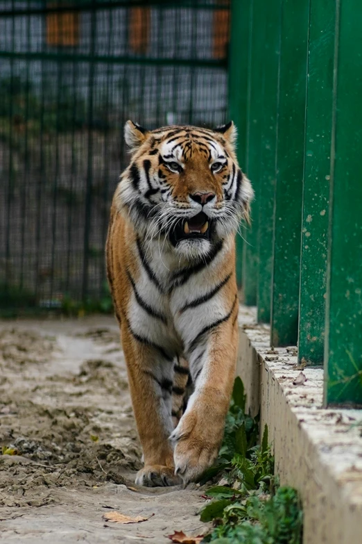 an adult tiger walks along the pavement behind a gate