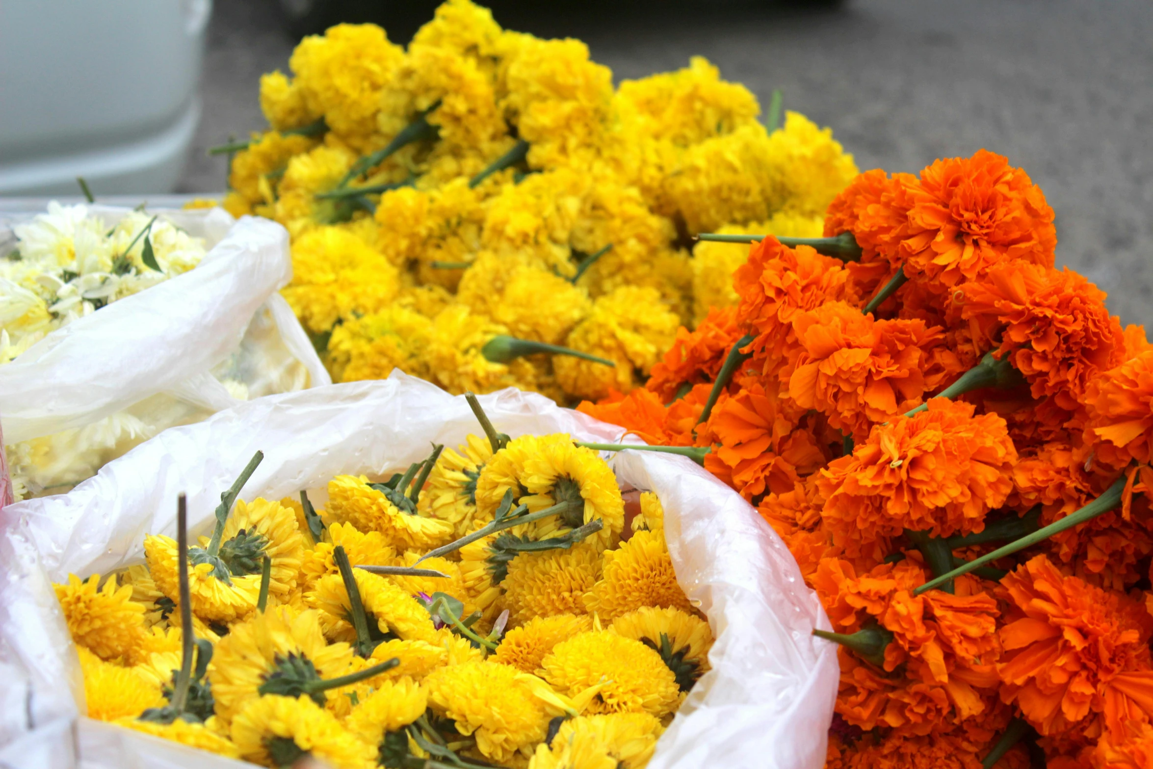a row of white bag filled with yellow and orange flowers