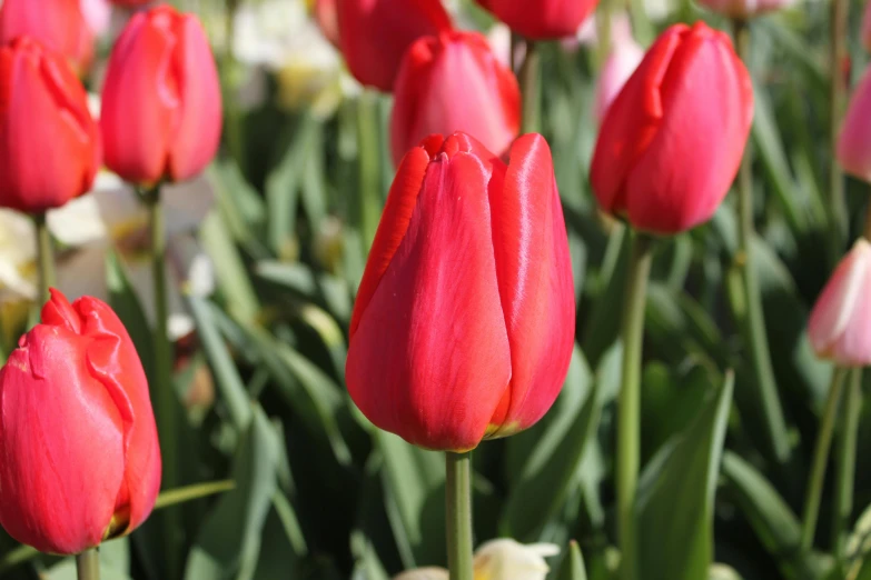 a large group of red flowers on top of grass