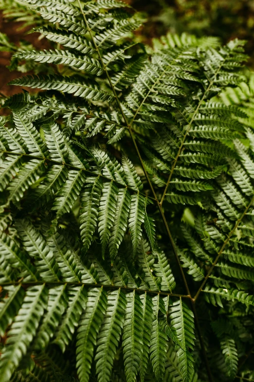 some green plants with lots of thin green leaves