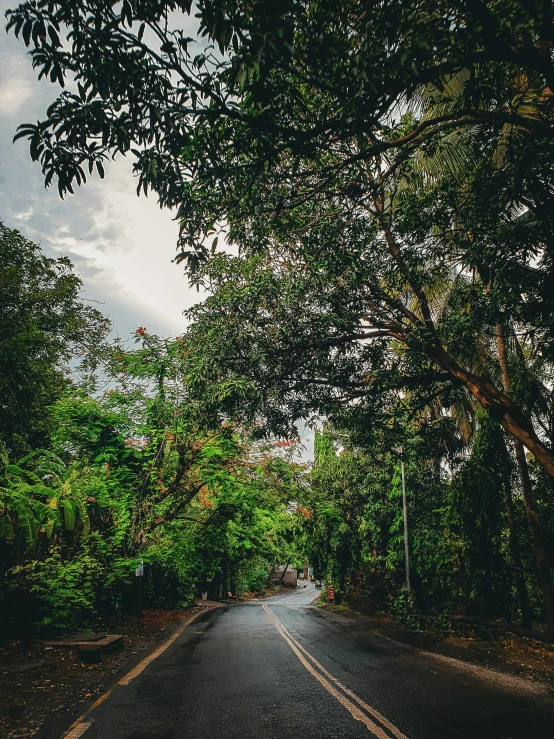 a street with a number of trees lined up on both sides