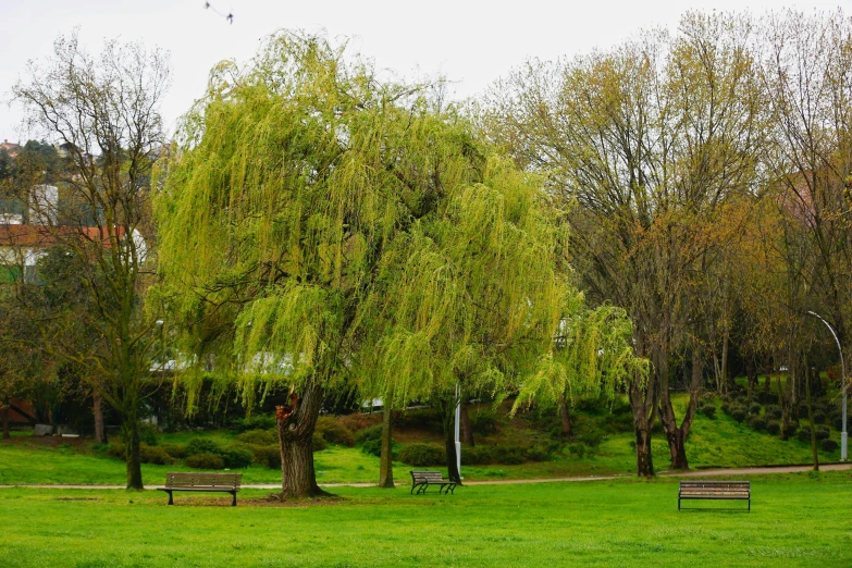 a few trees and benches in the park