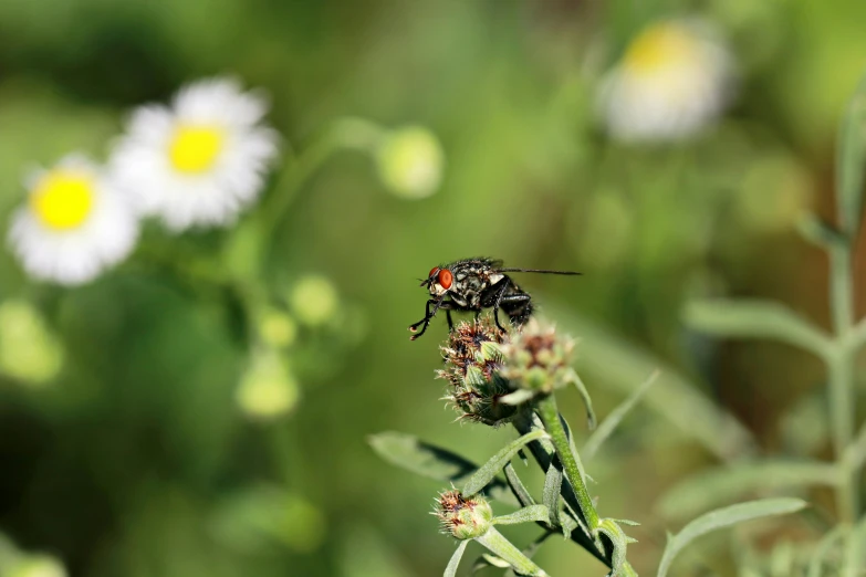 a insect on a flower in a field