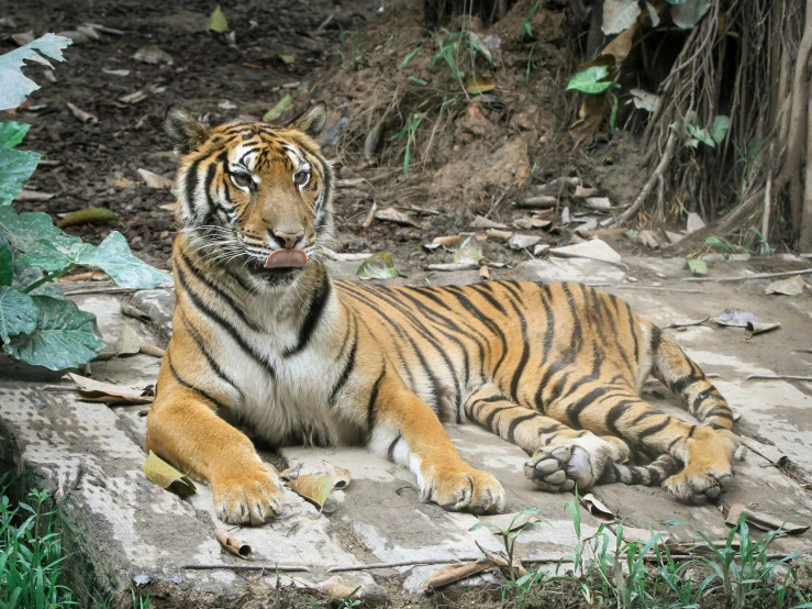 an image of a tiger laying down on the ground