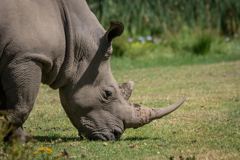 rhinoceros, rhinos are small and can be seen eating