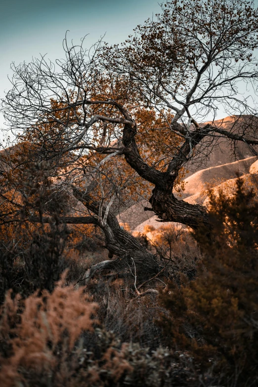 a lone tree in the forest during a sunny day