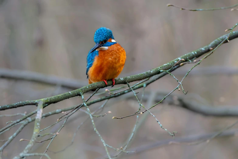 a bird with a colorful head sitting on a nch