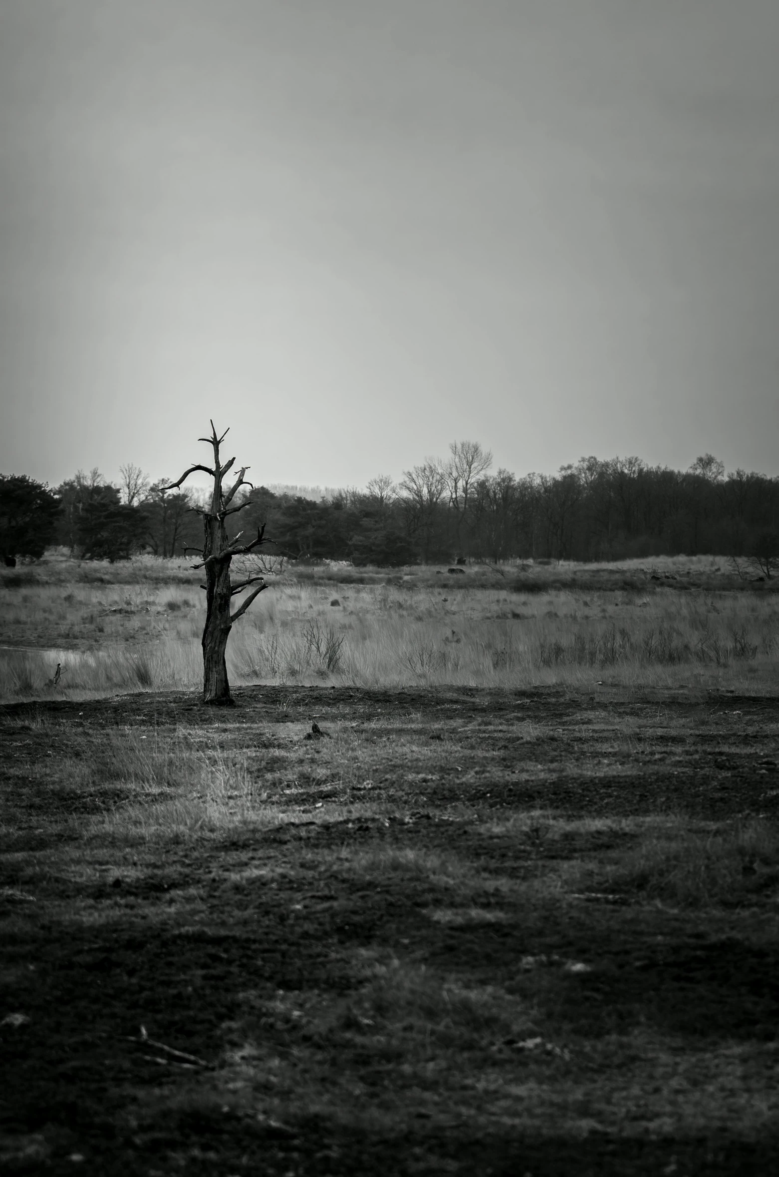 black and white po of a bare tree in an empty field