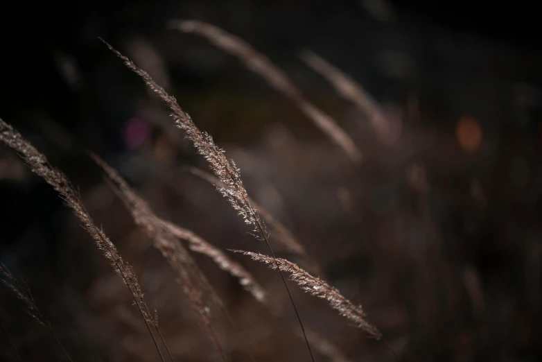 very long thin grass is blowing in the wind