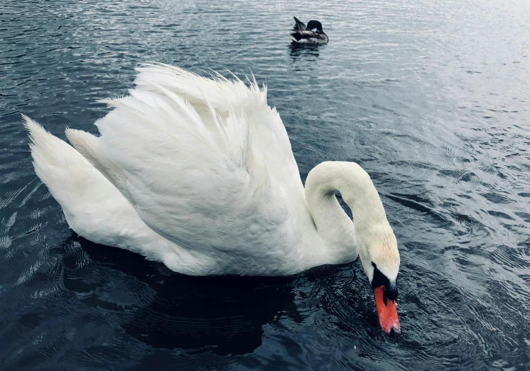 the swan is floating in the pond by itself