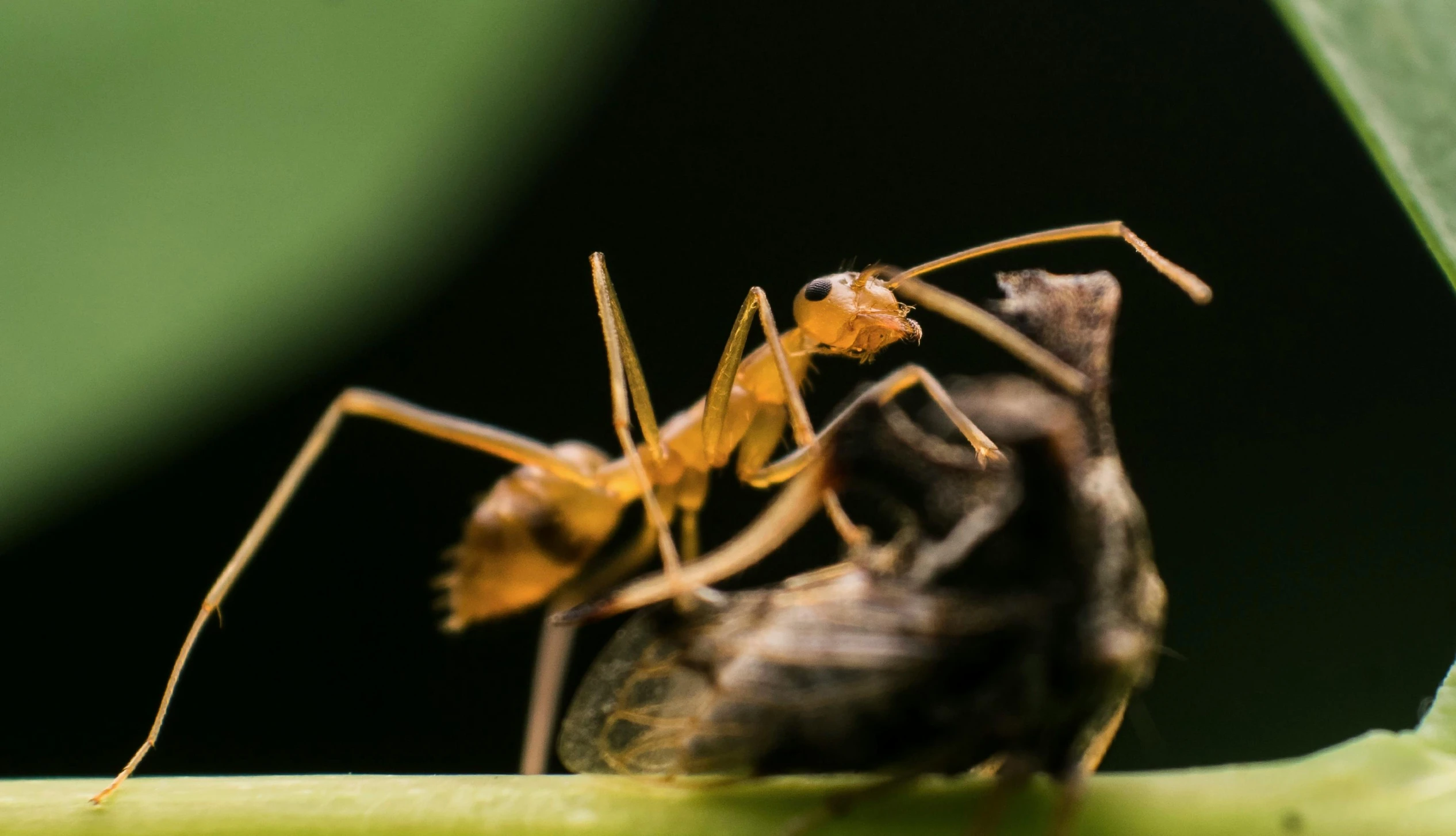 a brown bug sitting on top of a green leaf