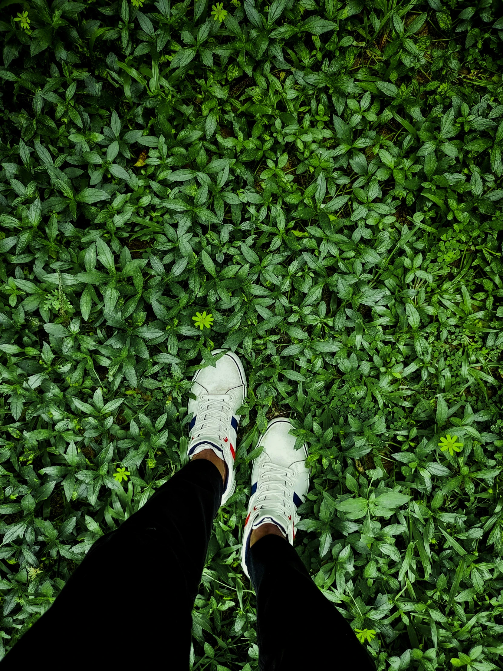 two persons'feet, in the middle of a field of green