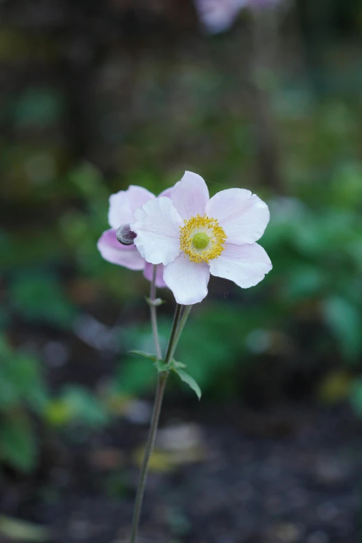 the small white flower is blooming in the forest