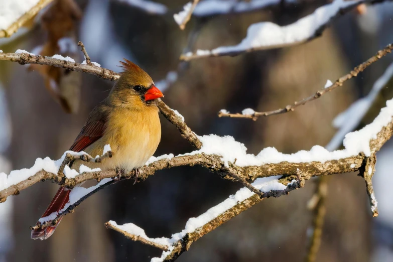 a cardinal sitting on a snowy nch during winter