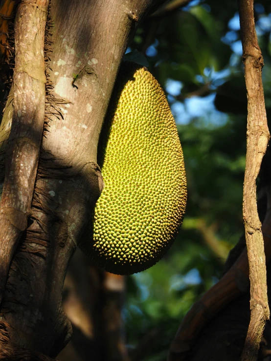 the fruit is hanging from the tree outside