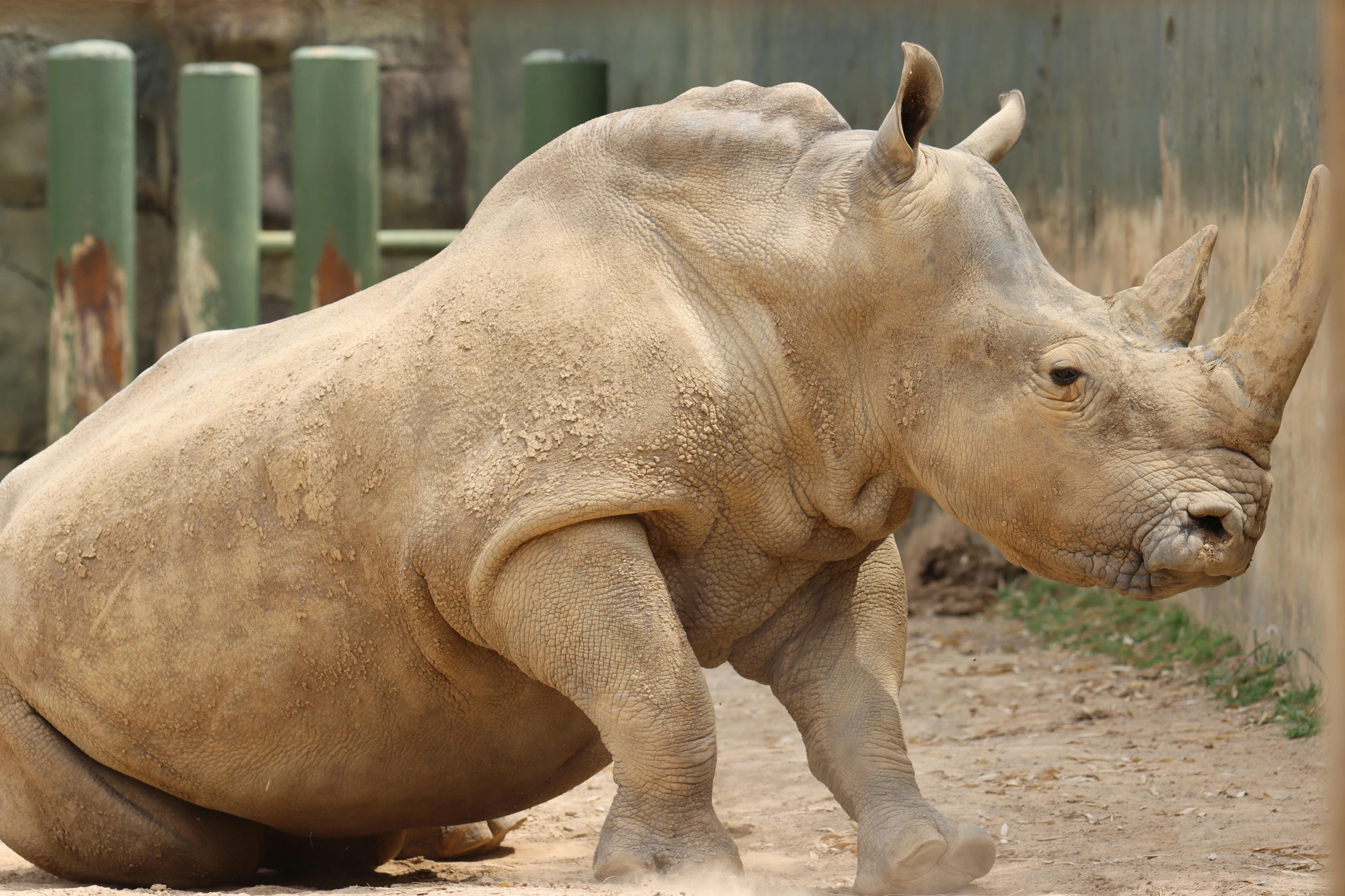 the rhino is laying down in his enclosure