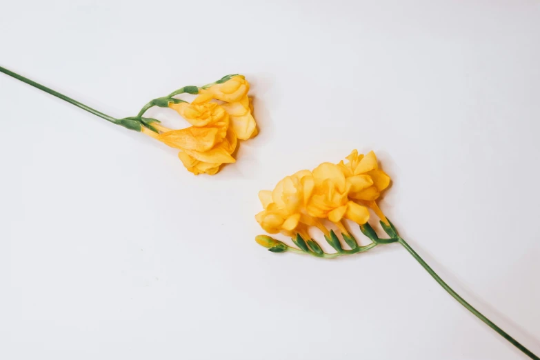 two yellow flowers are seen from above