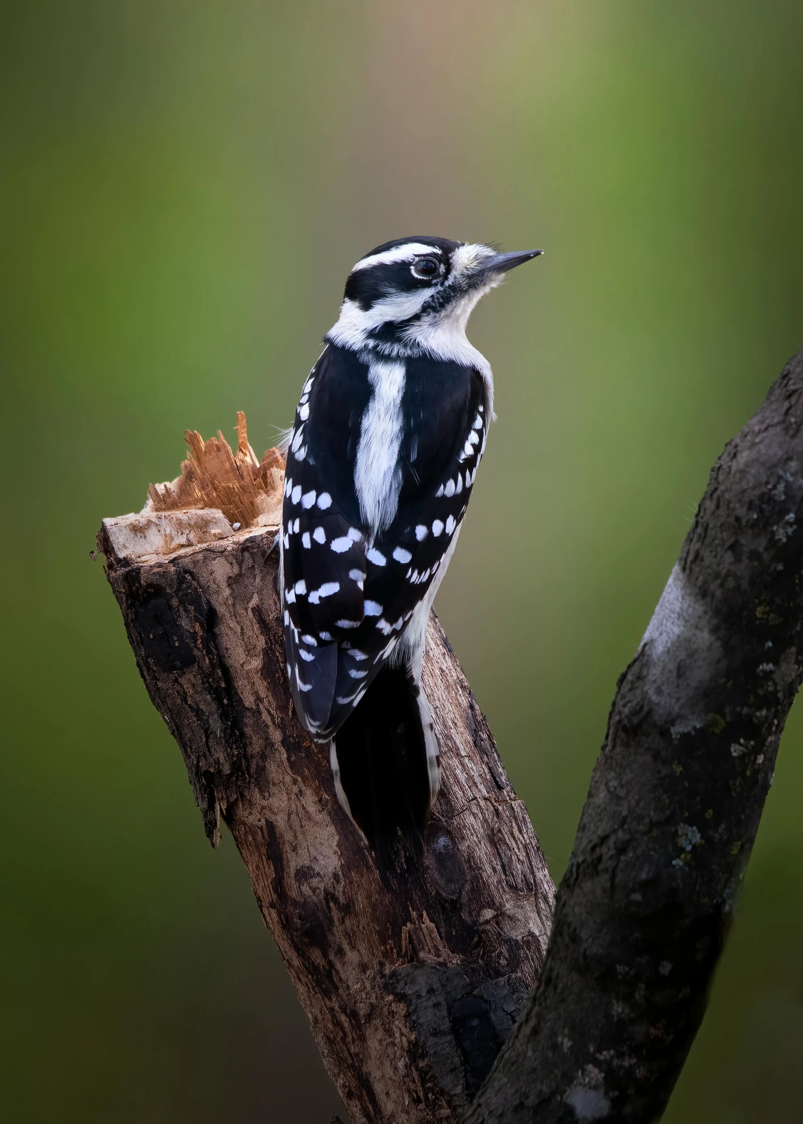 a close up of a bird on a nch