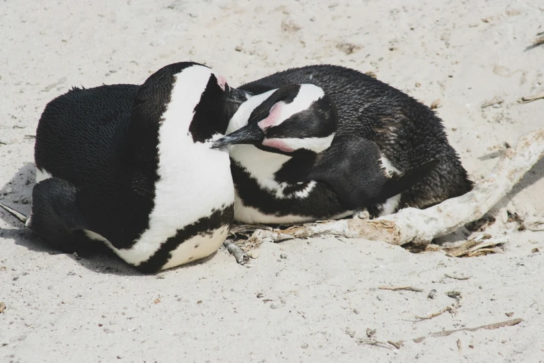 two penguins that are laying in the sand