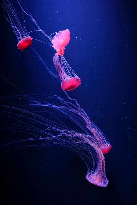 three jellyfish in blue water and they're all floating