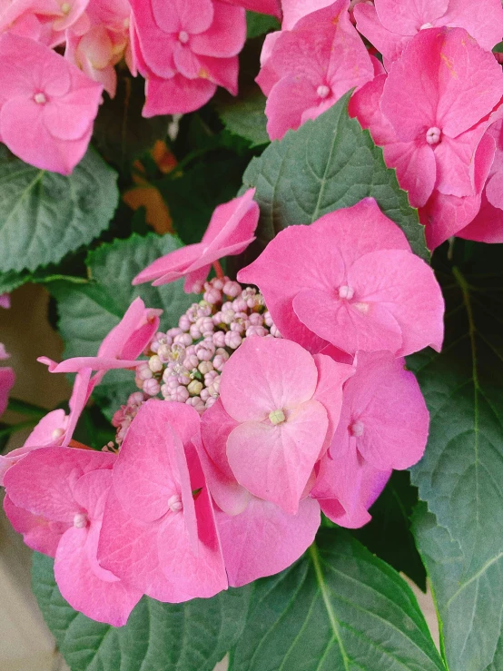 pink flowers on green leaves close up