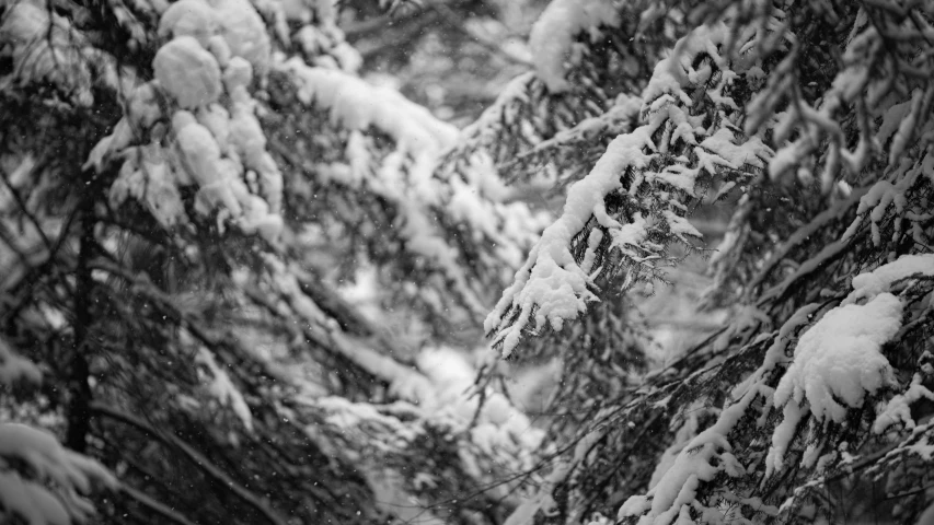 this is a black and white image of snow covered trees