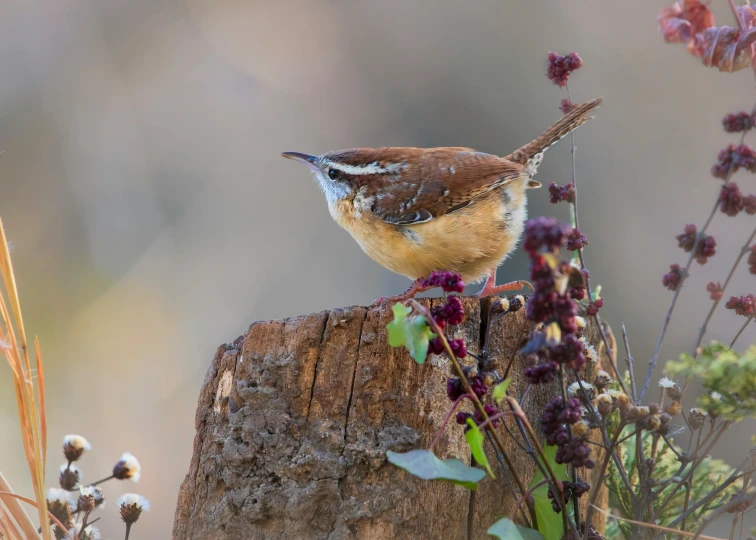 a small bird is sitting on top of a stump